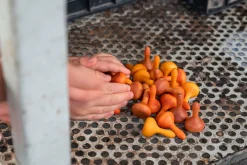 Grapat Mandala Pompoenen 23-252