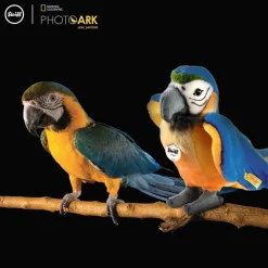 Steiff Knuffel Papegaai National Geographic Lori