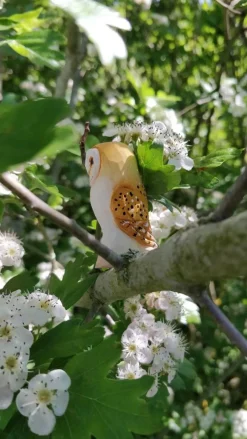 Wudimals Kerkuil 41008