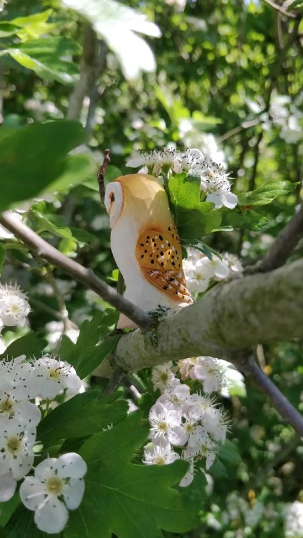 Wudimals Kerkuil 41008