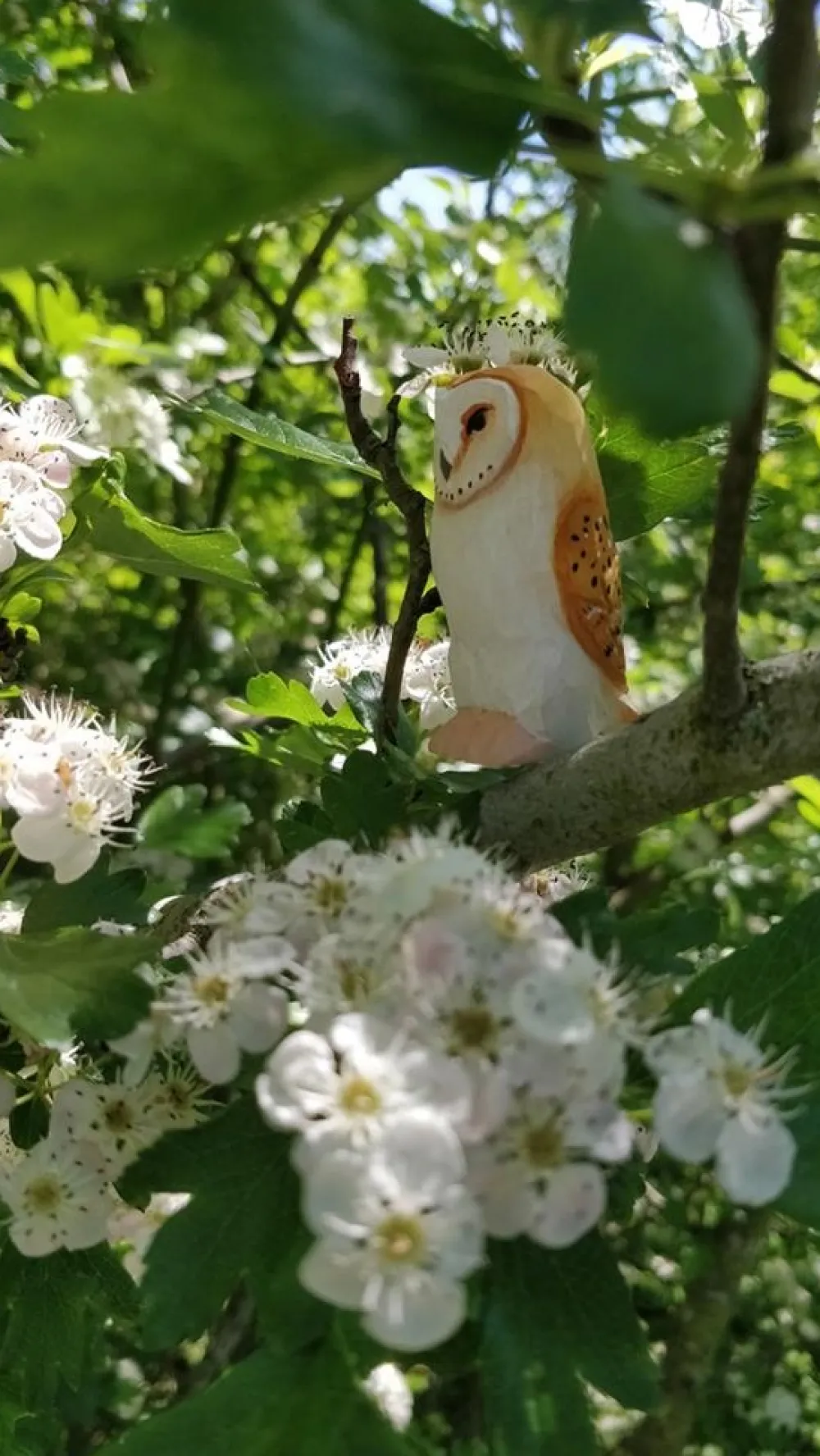 Wudimals Kerkuil 41008